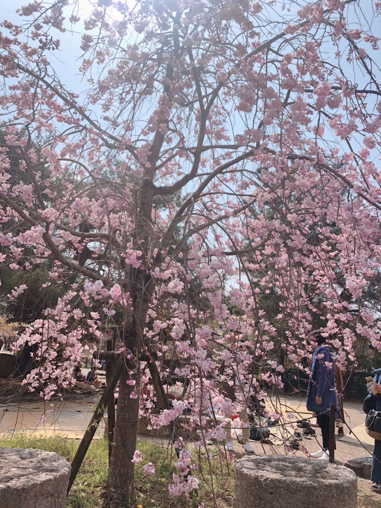 http://www.kyoto-musubi.com/blog/20190407011.jpg