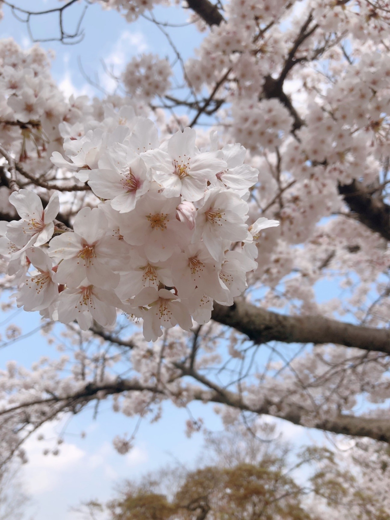 http://www.kyoto-musubi.com/blog/20190407022.jpg