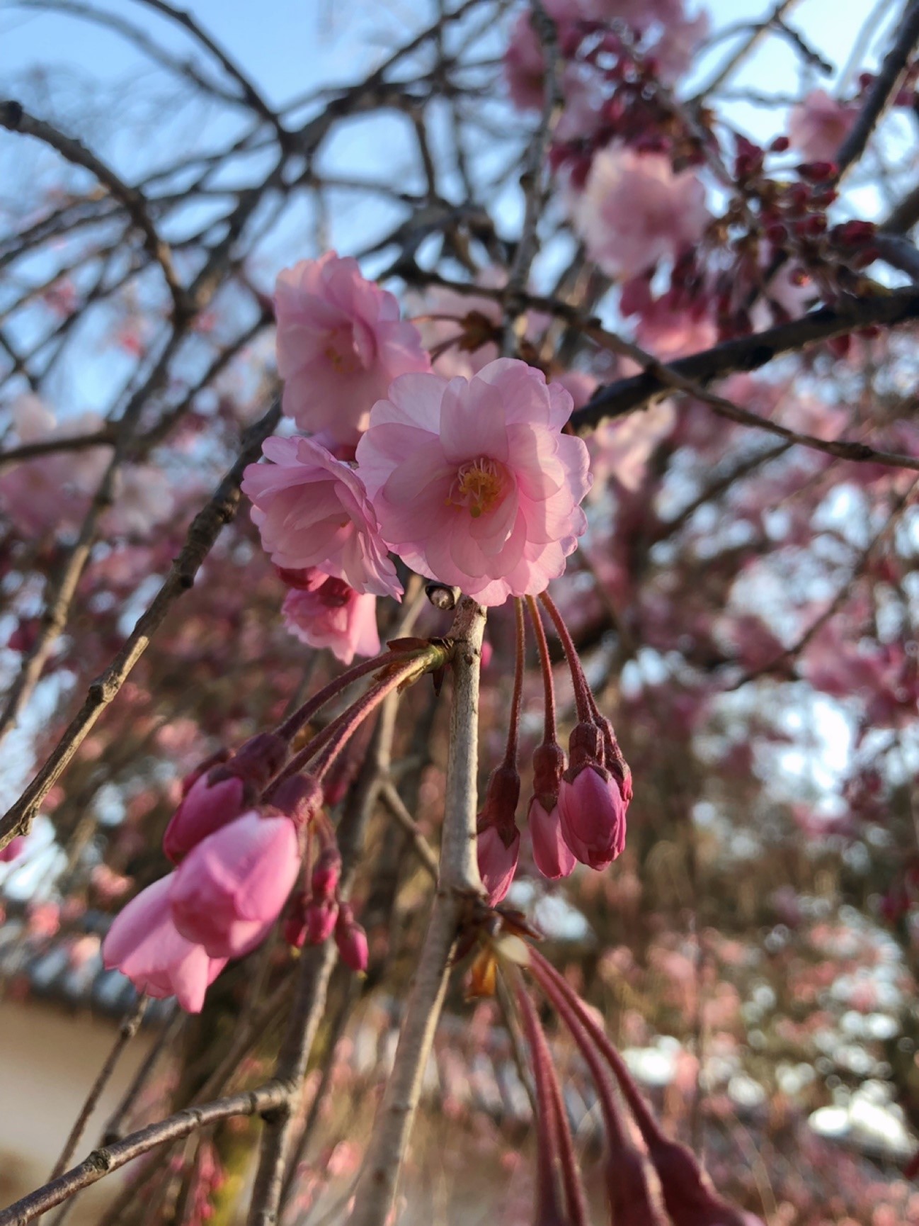 http://www.kyoto-musubi.com/blog/20190407044.jpg