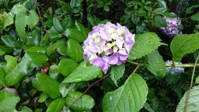 iwama.2018.06.14.001.jpg