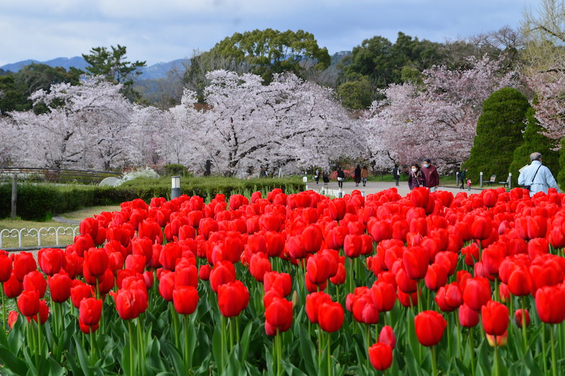 https://www.kyoto-musubi.com/blog/0421_0137.JPG