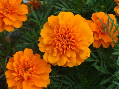 marigold.jpg